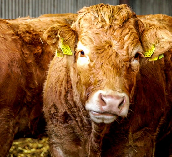 ICSA calls for factory accountability over beef price cuts