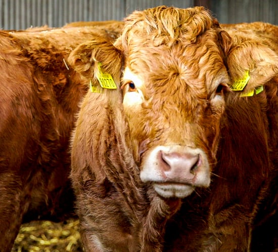 Beef Plan hits out at Goodman warning on exports to China