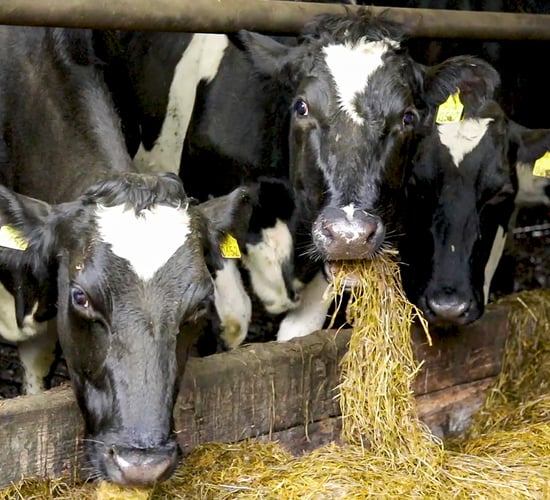 Dairy exit scheme: Processors say no after consultation