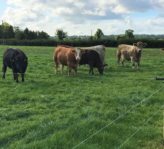 2-hour travel radius in PGI grass-fed beef application 'misinterpreted' - Bord Bia