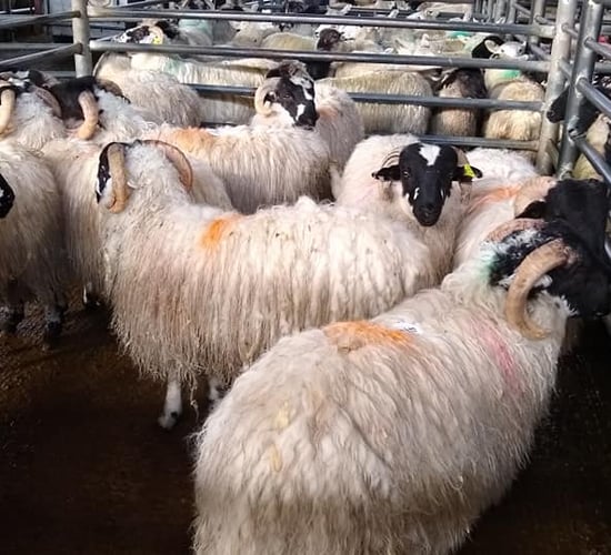 Sheep trade: Base quotes increase, as sheep kill falls by over 11,500 head