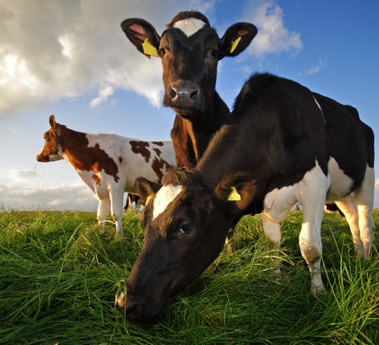 Fine Gael agriculture group proposes new 'partnership' with farmers
