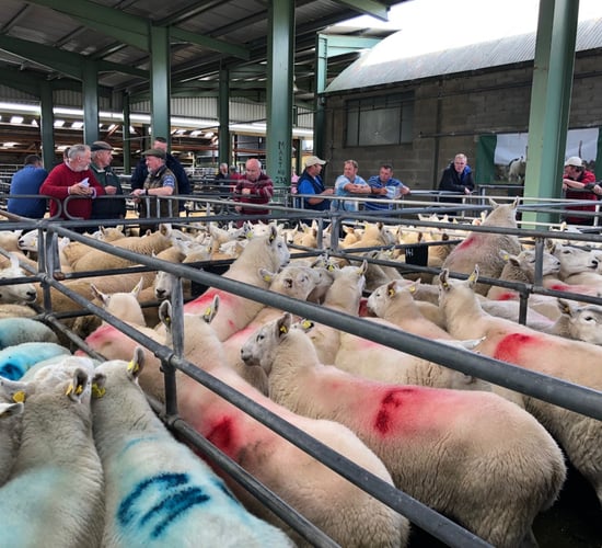 16 further marts approved to read electronic sheep tags