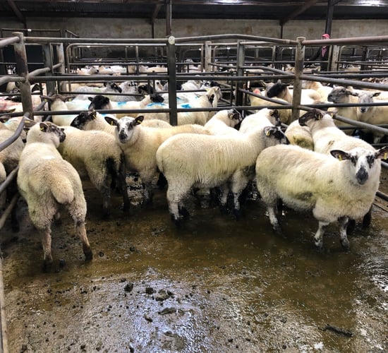 Sheep marts: Tighter supplies see an improved trade for lambs