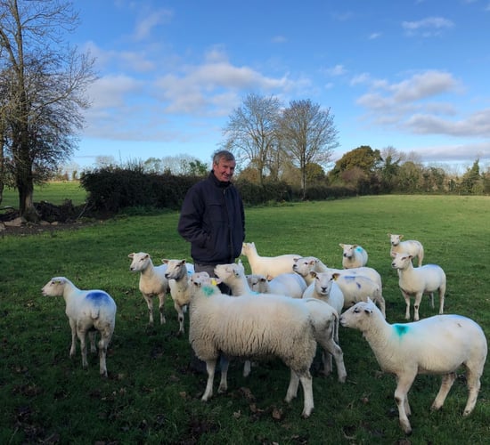 Sheep focus: Breeding pedigree Belclare ewes for the last 30 years in Co. Carlow