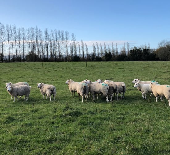 What weight should I be drafting my lambs at?