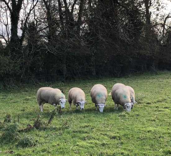 Sheep trade: Base quotes up 20c/kg on last week, as the kill jumps by over 8,000 head