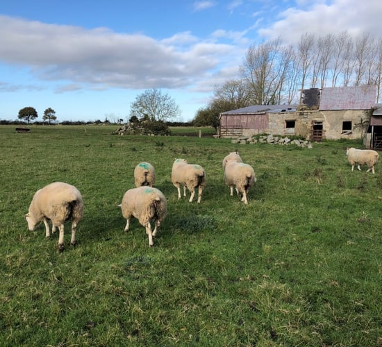 Options for finishing store lambs
