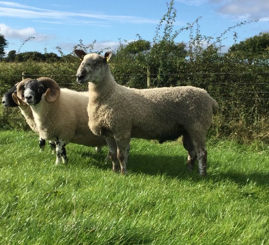 Do you know how to identify an underperforming ram?