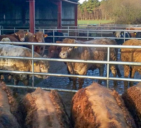 Getting to grips with lice and mange mites this housing period