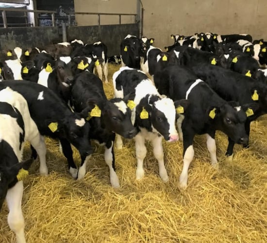 Why is a veal industry in Ireland not possible?
