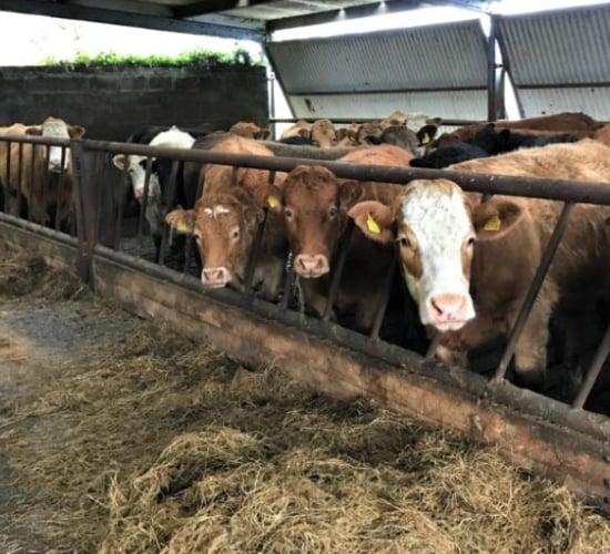 What can I do to help get my autumn-calving cows back in calf?