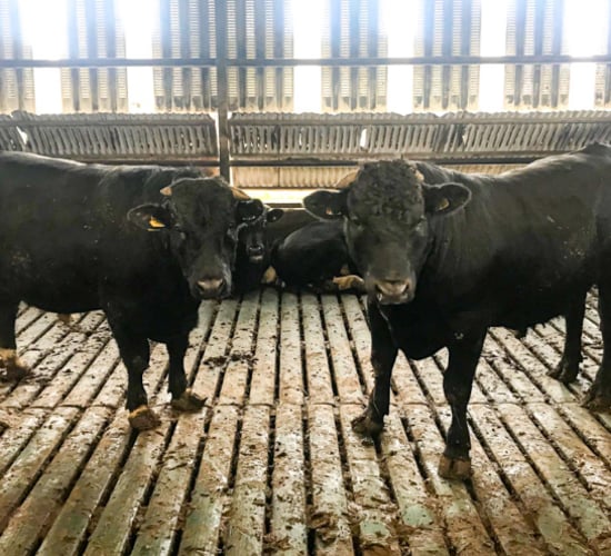 Revisited: Running a dairy and a 100-head finishing operation in Co. Waterford