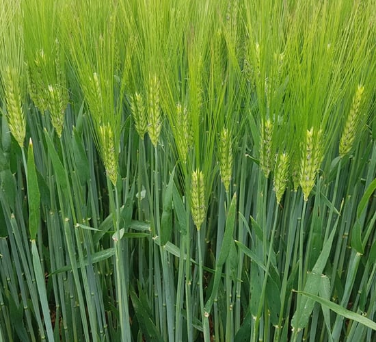 Winter malt investigations continue...proteins look promising