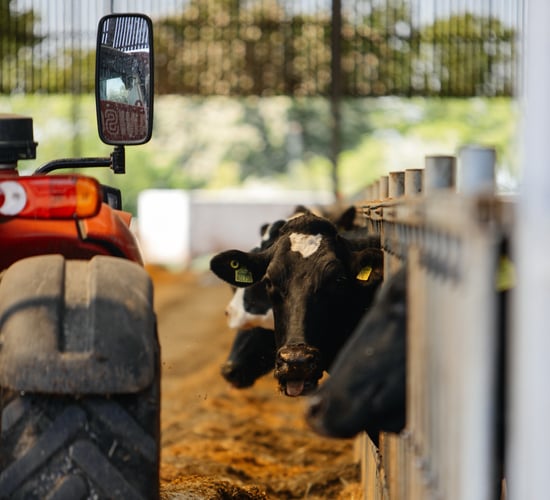Management tips for the dry cow period