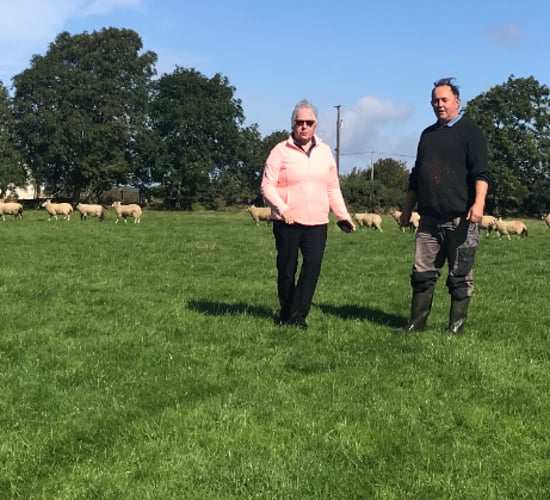 Back in focus: Sheep farming in the heart of the Wicklow Mountains