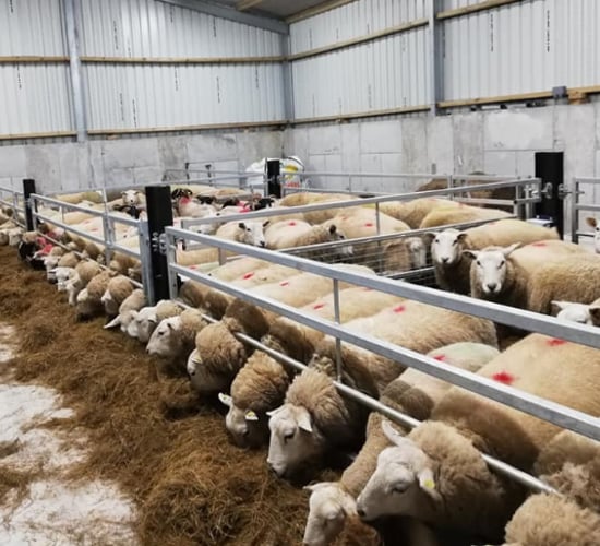 Treating lame sheep a priority coming up to the housing period