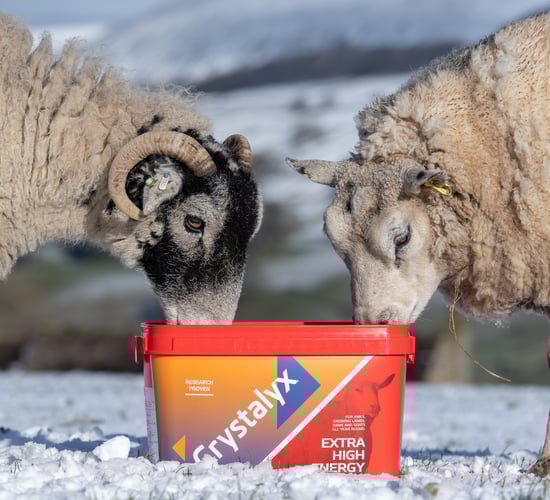 Crystalyx feed blocks: What’s all the fuss?