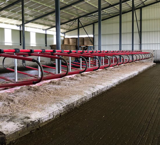Top tips for preventing new mastitis infections in spring 2020