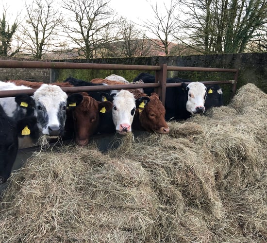 Beef Plan welcomes Bord Bia's acknowledgement of rise in beef demand