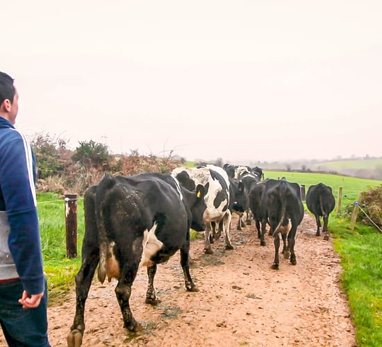 Workers' right to disconnect: What this means in a farming context