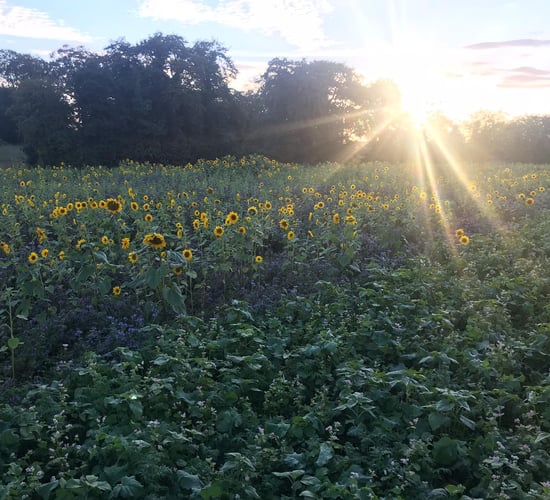 Met Éireann extends high temperature warning to entire country