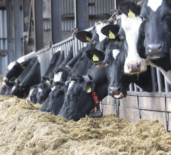 Reduce labour next spring; vaccinate this winter