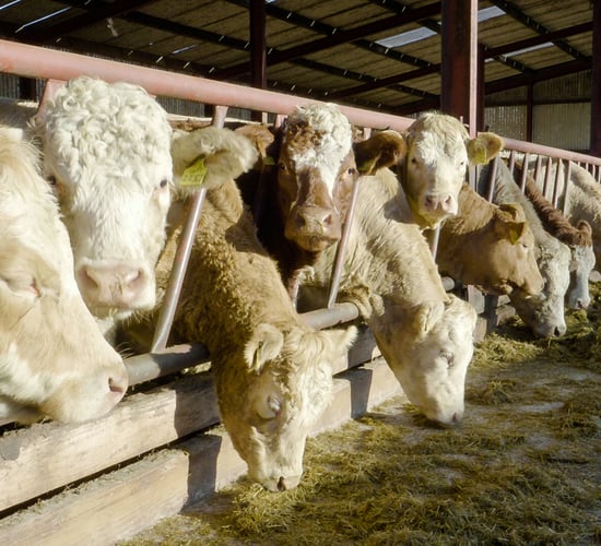 Tackling liver fluke this winter on cattle farms