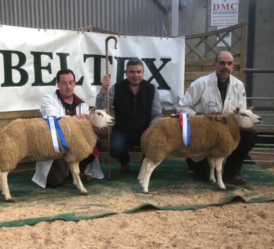 Belgian Beltex Breeders' Society holds show and sale