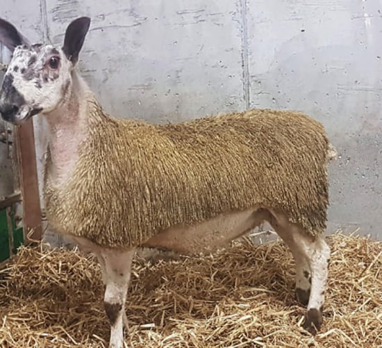 South of Ireland Bluefaced Leicester sale taking place this month