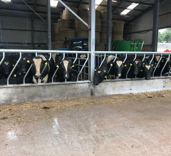 Friesian bulls wanted for export
