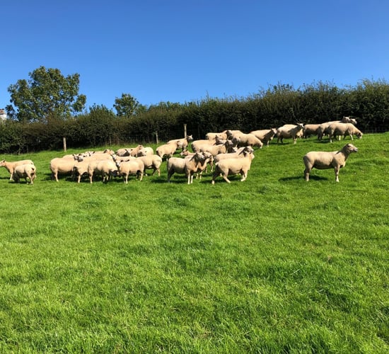 Back in focus: 'Constantly breeding new bloodlines to produce quality sheep'