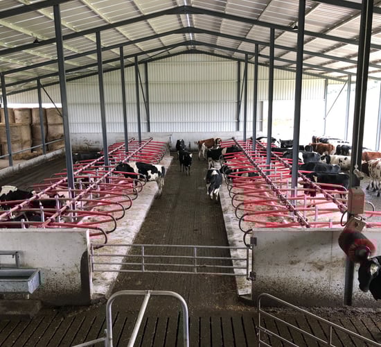 Lameness: Maximising lying time with good cubicles