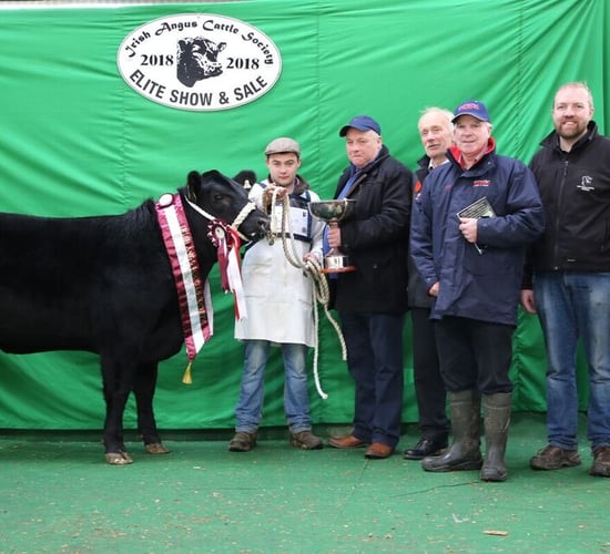 Video: Irish Angus Cattle Society to host top pedigree show and sale