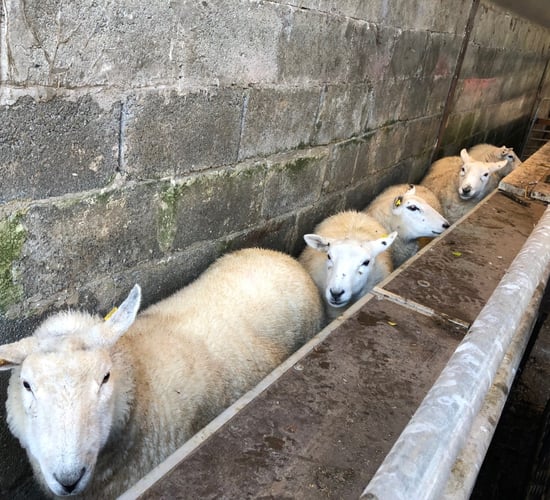 Scanning ewes: Next up on the to-do list
