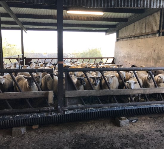 Getting ewe nutrition right in the pre-lambing period