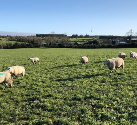 What are my options when it comes to empty ewes?