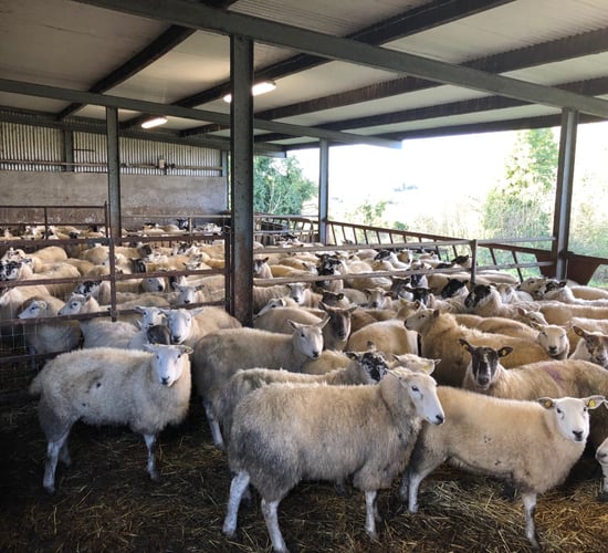 Turning attentions to scanning early-lambing ewes