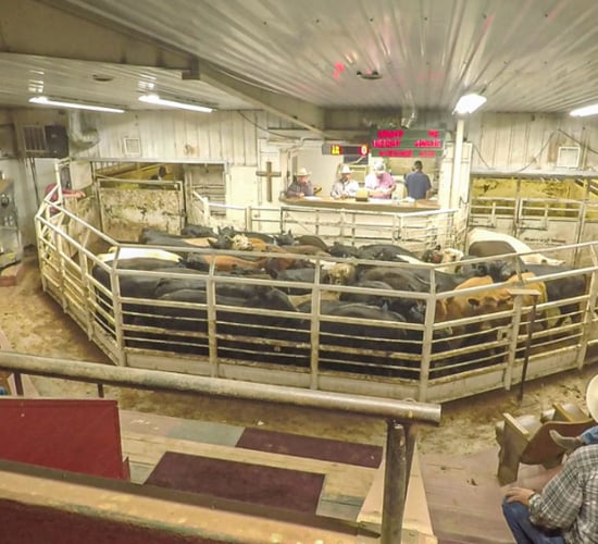 Revisited: How a US mart selling up to 110,000 head annually operates