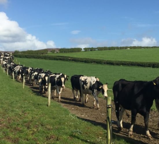 IGA Dairy Conference: What's in store at this year's event?