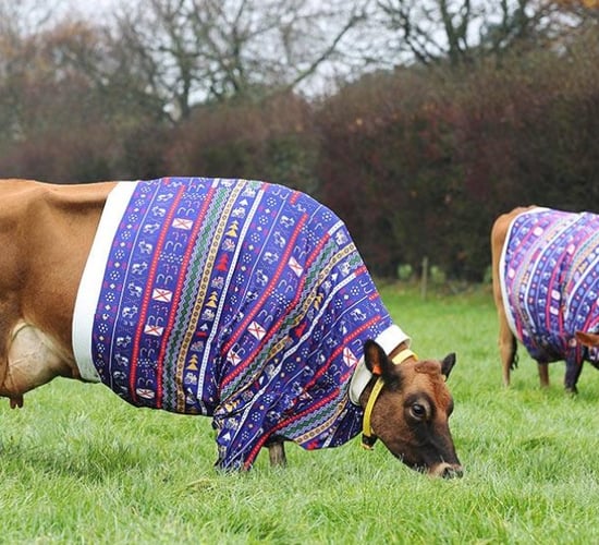 Video: Jovial Jerseys in jumpers the star attractions in festive footage
