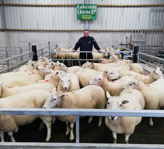 Back in focus: Breeding pedigree Llyen ewes...and alpacas