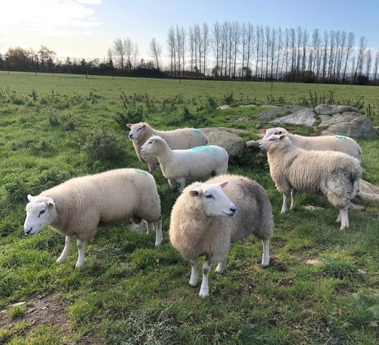 Lamb prices 'moving up sharply' as Eid drives demand