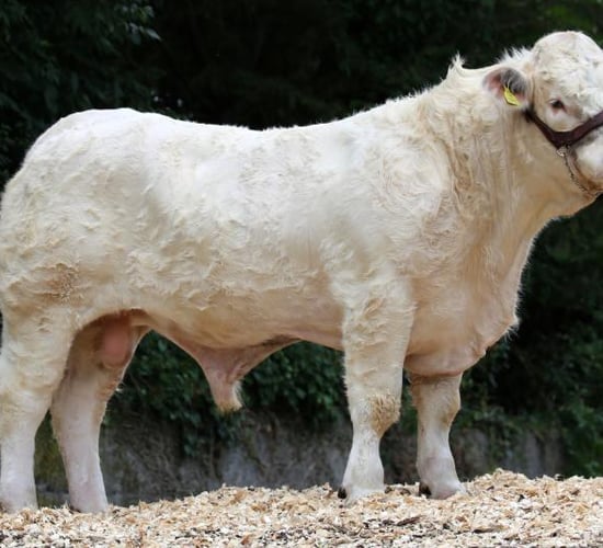 Winter 2019: What Beef Gene Ireland bulls are available?