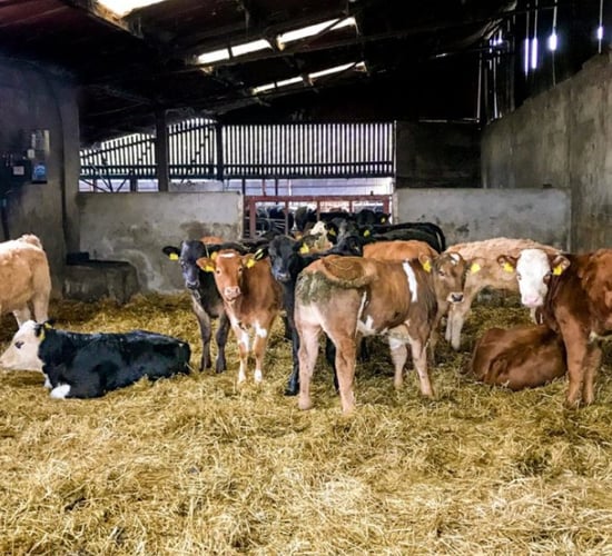 Vaccinating against scour in suckler herds