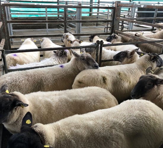 Sheep trade: Steady supply of lambs see prices rise up to 510c/kg
