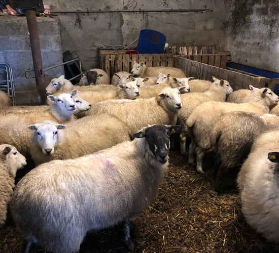 Feeding early-lambing ewes the priority over the next few weeks