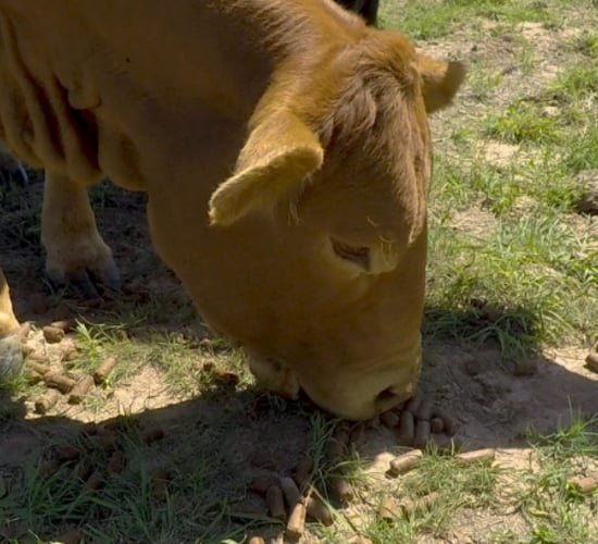 Revisited: A feed bill of $10,000/month to deal with a 20-month drought in the US