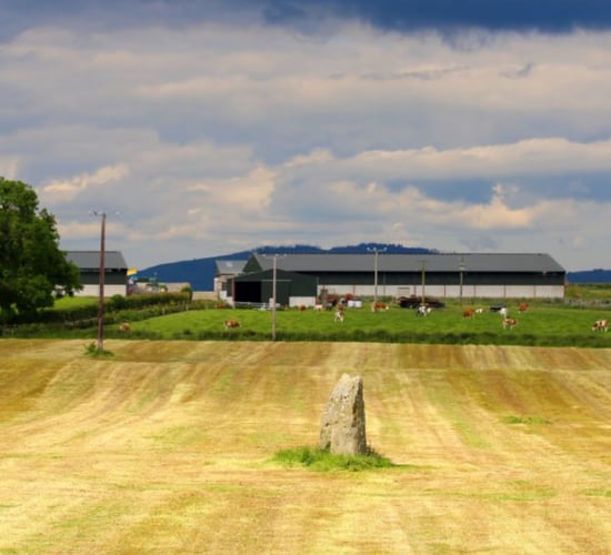 Revisited: Managing a 500-cow suckler herd in Co. Louth