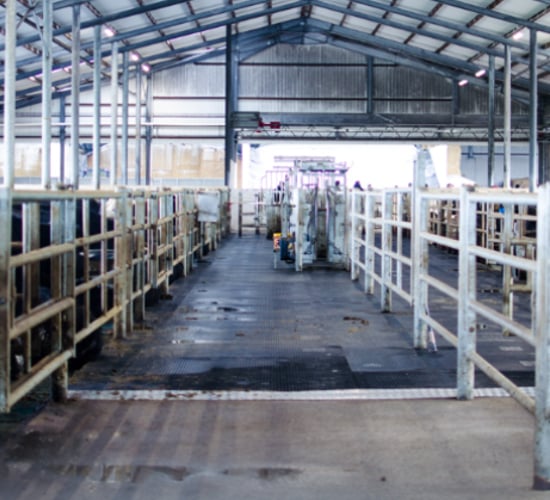 Revisited: Finishing 1,500 head of cattle with an automated system in Co. Cork